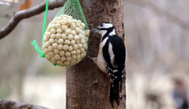 Aialindude lisatoitmine talvel – millal alustada ja kuidas seda teha õigesti 