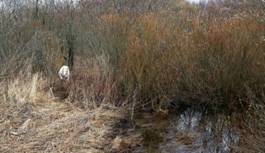 Looduse õiguste olukord Eestis - Sirp