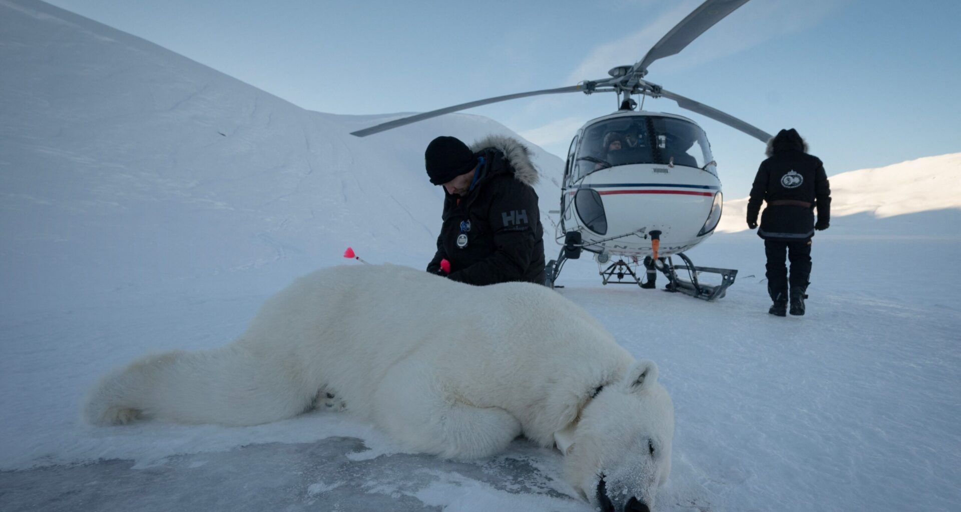 Jääkarusid kliimamuutused ei morjenda - Objektiiv