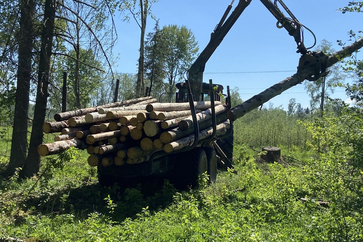 Riigikohus: linnurikkas metsas raierahu jõustamiseks ei pea linde loendama