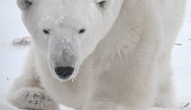 Uuring: Teravmägede jääkarud on kliimasoojenemisest ja jää sulamisest hoolimata paksuks läinud