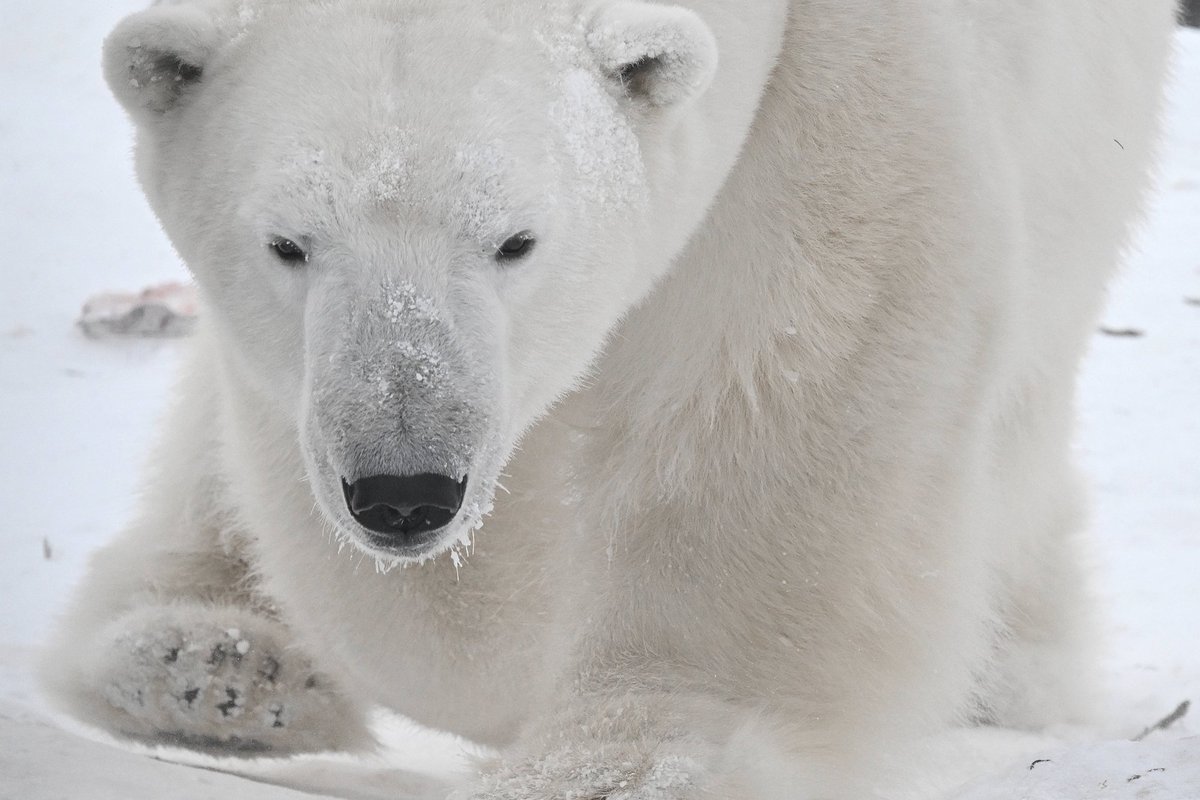 Uuring: Teravmägede jääkarud on kliimasoojenemisest ja jää sulamisest hoolimata paksuks läinud