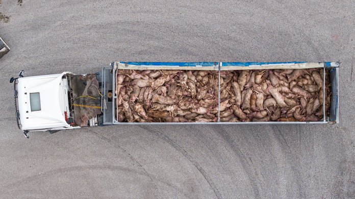 Sigade aafrika katk jõudis Eestisse. Umbes 6700-kärsalise Kuula seafarmis (Põlvamaal) on põllumajandus- ja toiduameti (PTA) otsusega vaja sead hukata, et takistada SAKi levikut.