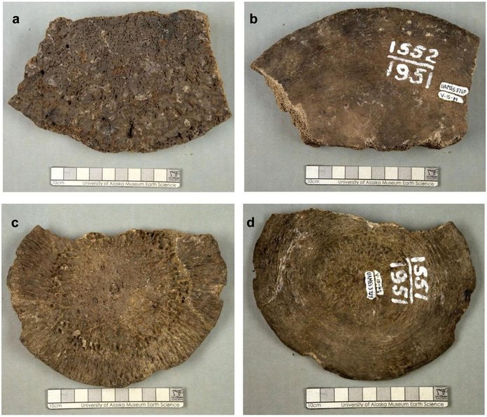 Mammutiluud osutusid vaalaluudeks.