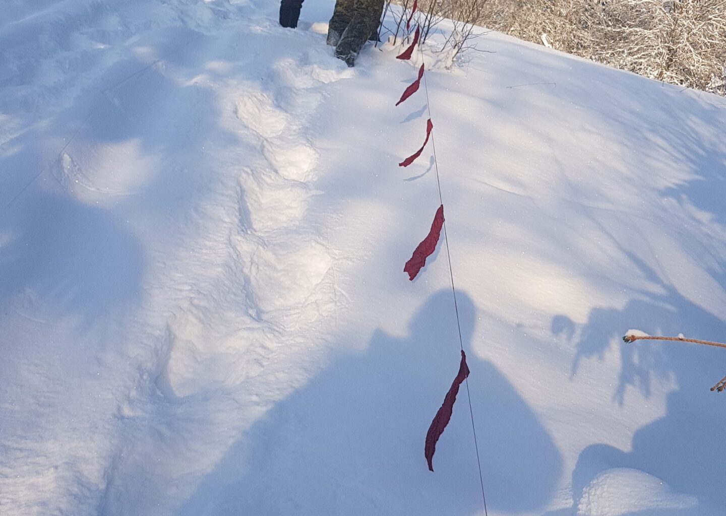 Hundi küttimismahtu suurendati - Eesti Jahimeeste Selts