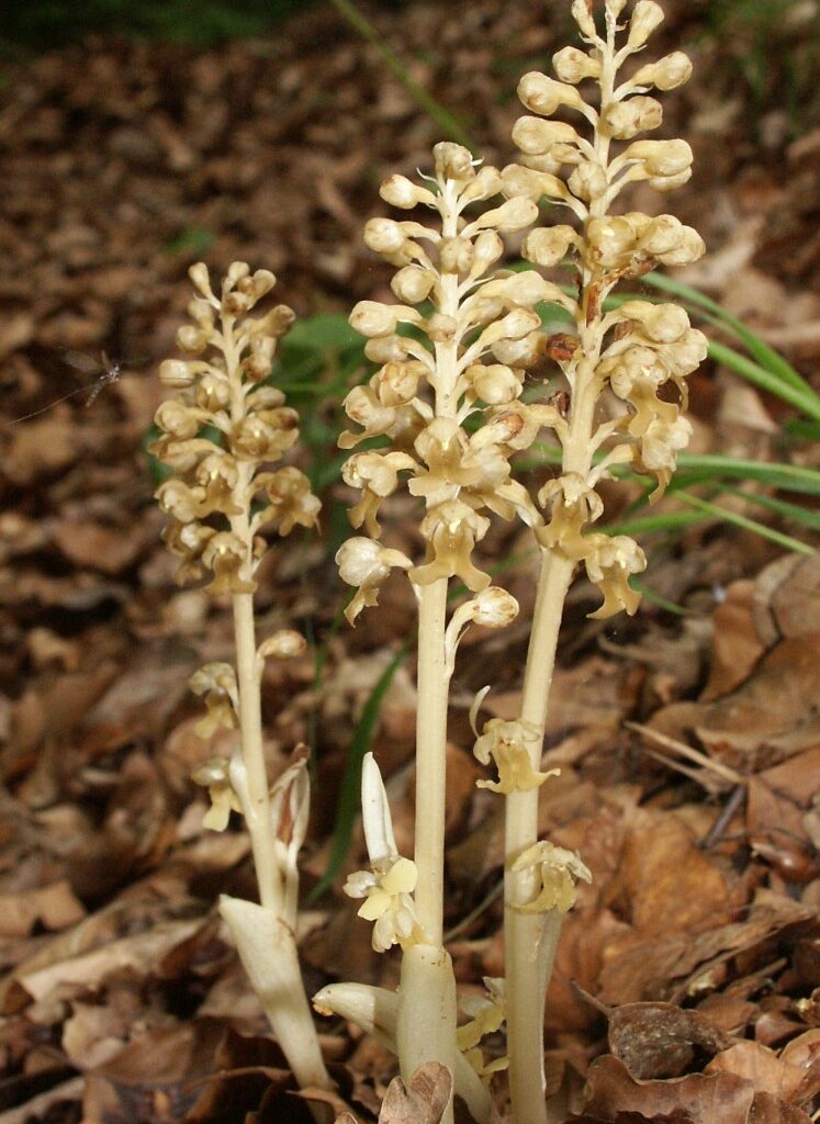 Aasta orhidee on pruunikas pesajuur