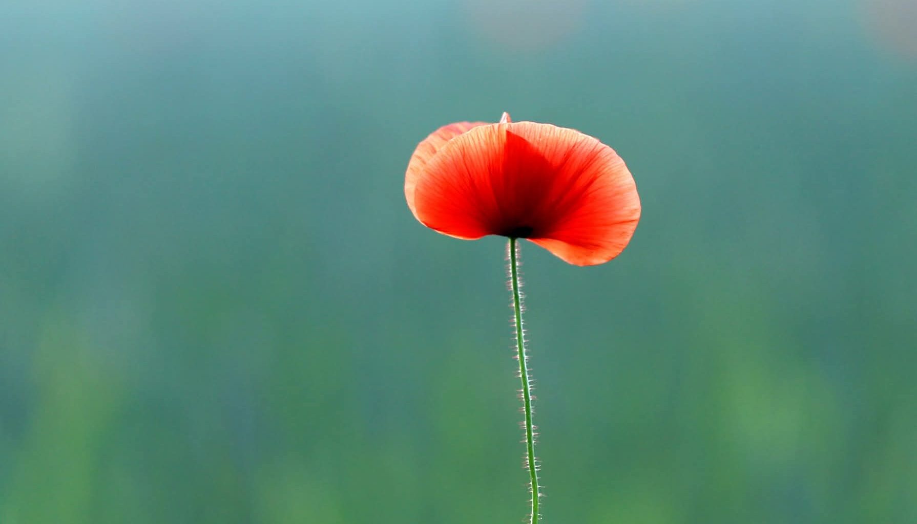Fotoklubi avab aasta moonidega - Lääne Elu