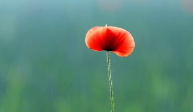 Fotoklubi avab aasta moonidega - Lääne Elu