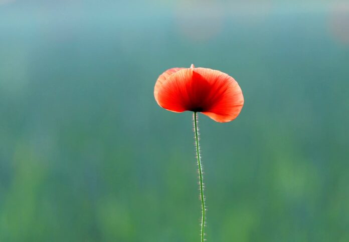 mooni pilt foto Andi Veskioja