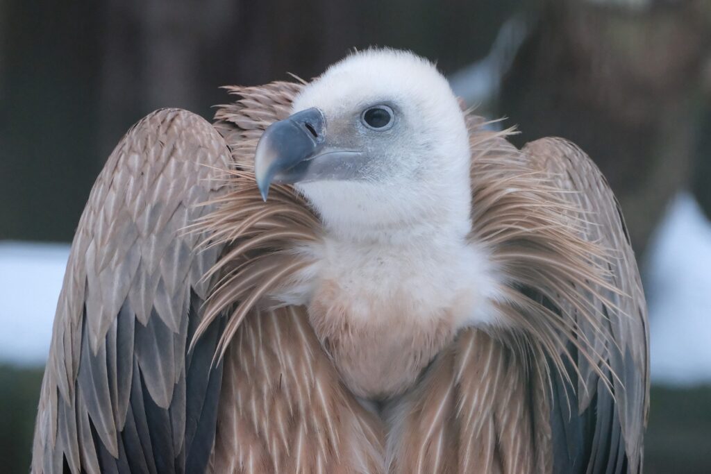 Lumine talv toob rõõmu loomaaia kõigile asukaile