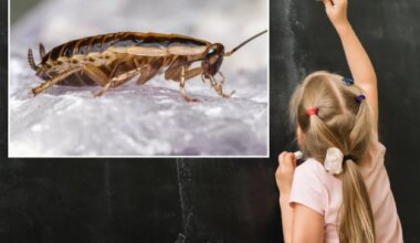 PRUSSAKAD RÜNDAVAD! Mustamäe kool vajab lisaraha, et jätkata võitlust putukatega