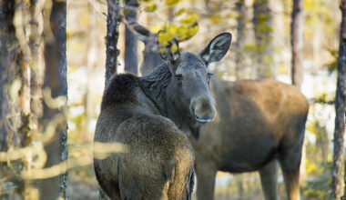 Vaata andmed üle: Põdra vaatluskaardi esitamise tähtaeg on käes!