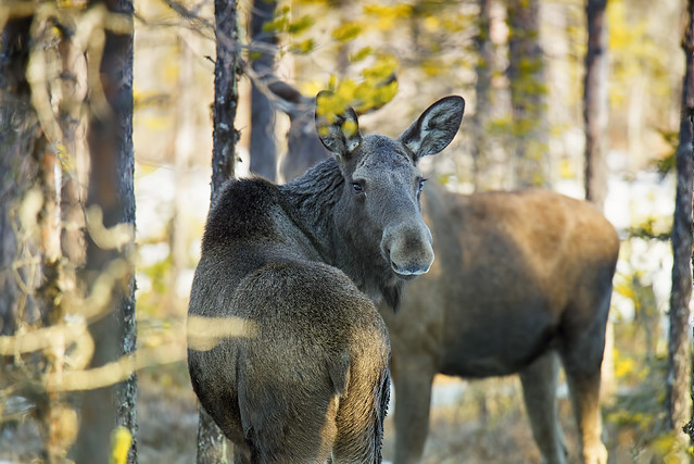 Vaata andmed üle: Põdra vaatluskaardi esitamise tähtaeg on käes!