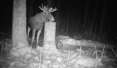 PILTUUDIS: Põdrapull kannab endiselt sarvi