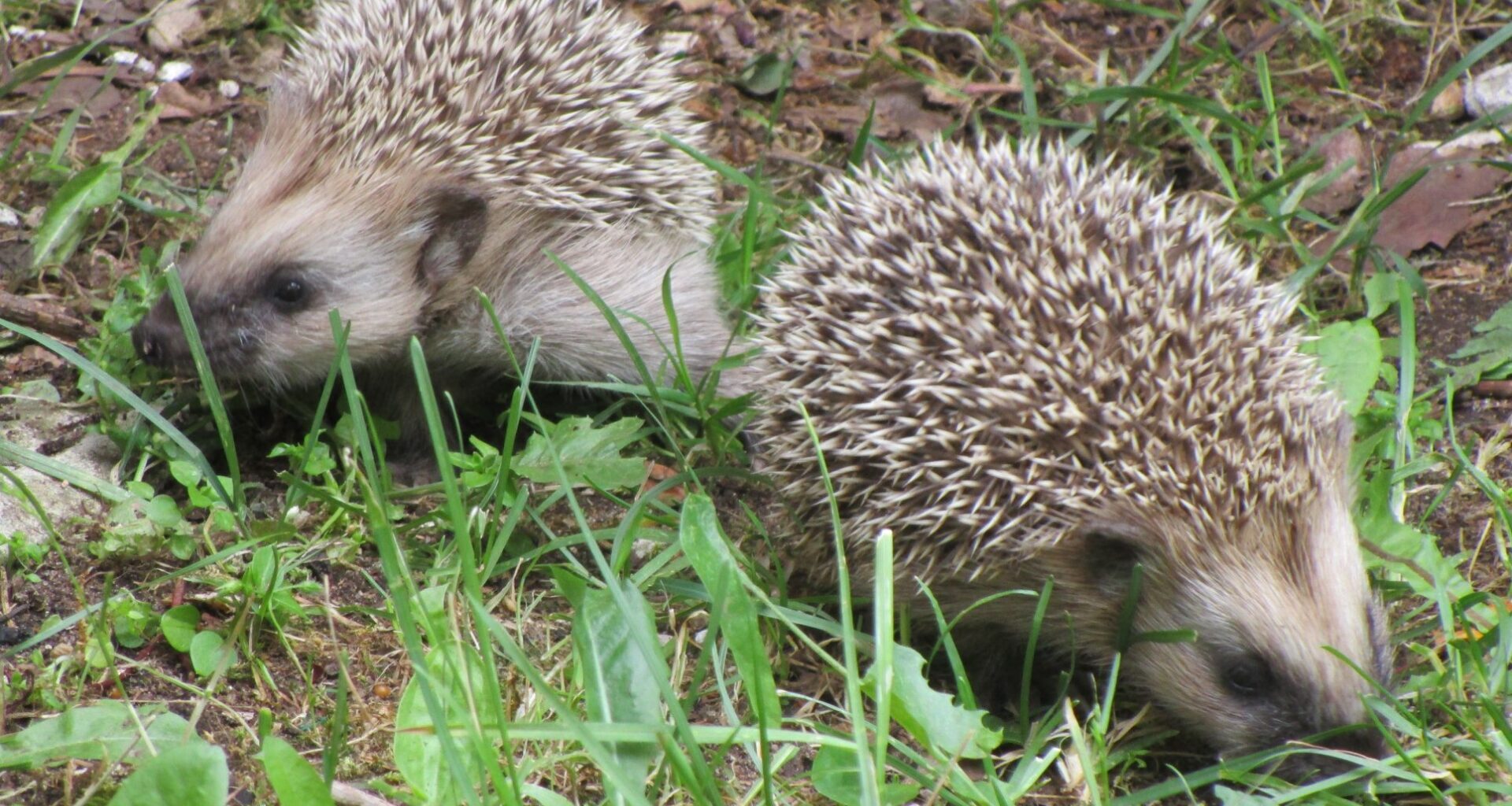 Keeletark: siilipopp – okkalise kasukaga aasta loom