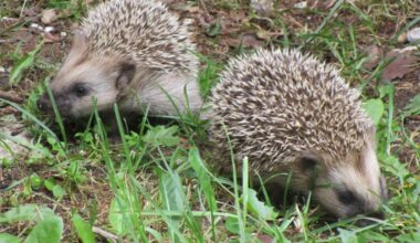 Keeletark: siilipopp – okkalise kasukaga aasta loom