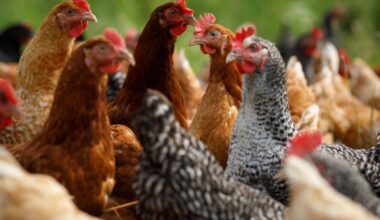 Hiiumaal tuvastati lindude gripp