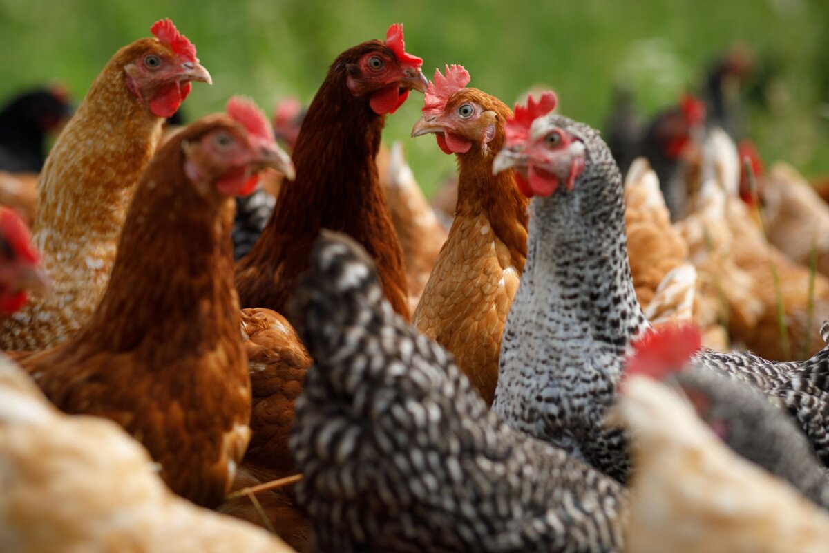 Hiiumaal tuvastati lindude gripp