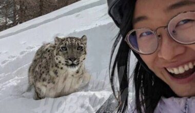 Enekas lumeleopardiga lõppes hammustusega – naine oleks peaaegu kaotanud näo