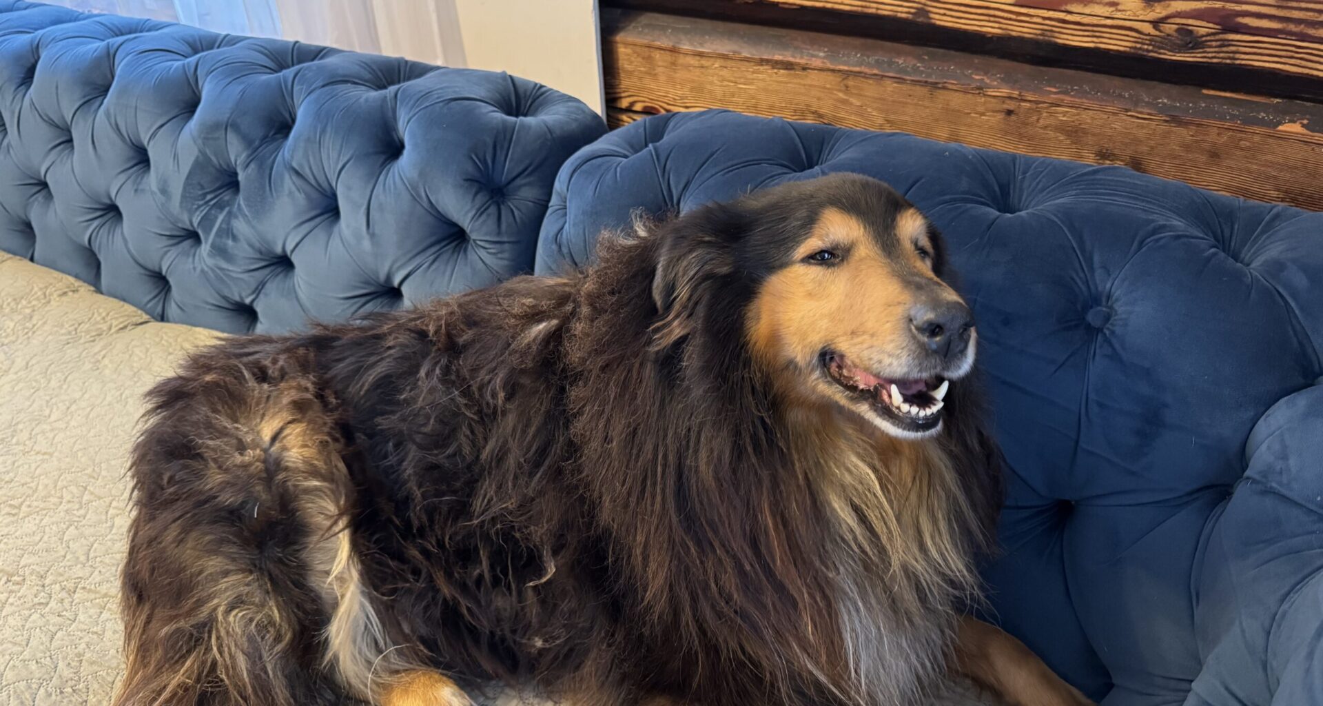 Hunt ründas koduhoovis pere lemmikut