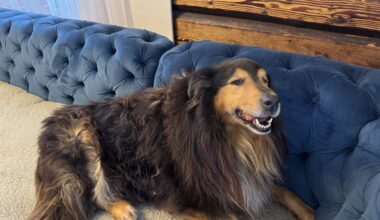 Hunt ründas koduhoovis pere lemmikut