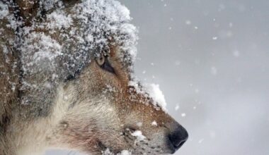 Keskkonnaamet lubab küttida veel 18 hunti