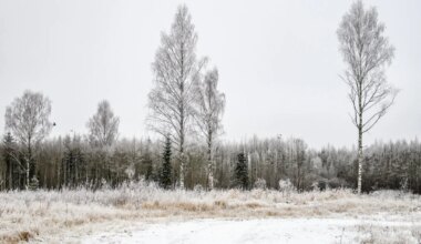 KESKKONNA VAENLANE? Valitsus pälvis metsaotsuste eest keskkonnakirve