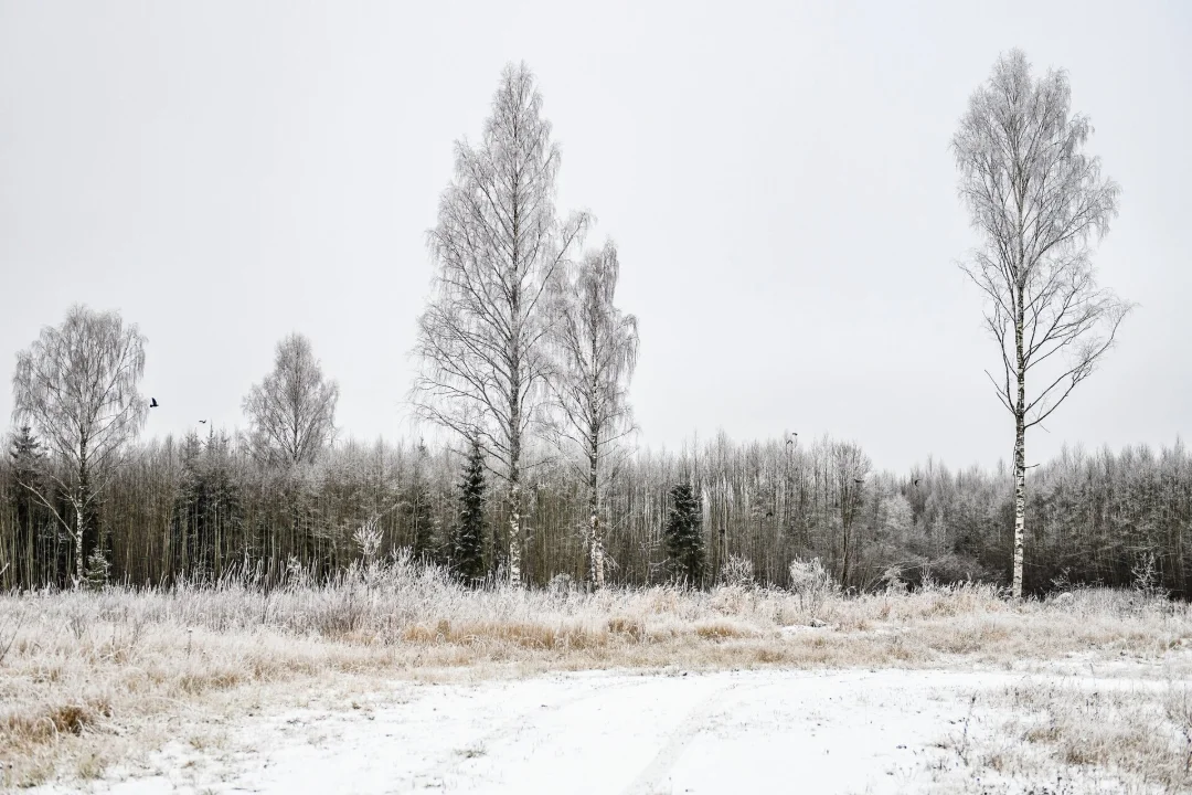 KESKKONNA VAENLANE? Valitsus pälvis metsaotsuste eest keskkonnakirve
