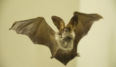 kas nahkhiir võib inimesele pähe lennata?