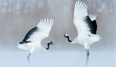 Kalad on vastupandamatud, Kaalude tundeelu on esiplaanil
