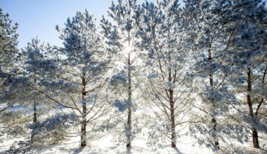 GARRI RAAGMAA ⟩ Kuidas elada hõredalt, aga välisohtudele vastupidavalt?