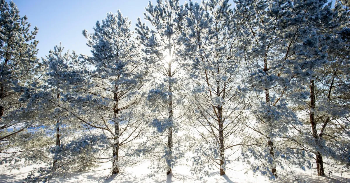 GARRI RAAGMAA ⟩ Kuidas elada hõredalt, aga välisohtudele vastupidavalt?