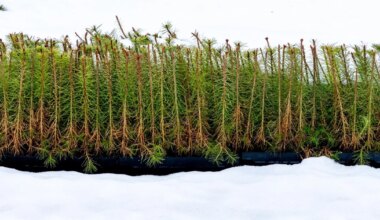 RMK reformiga kaotavad töö metsahooldajad, puukasvatajad jätkavad vanaviisi