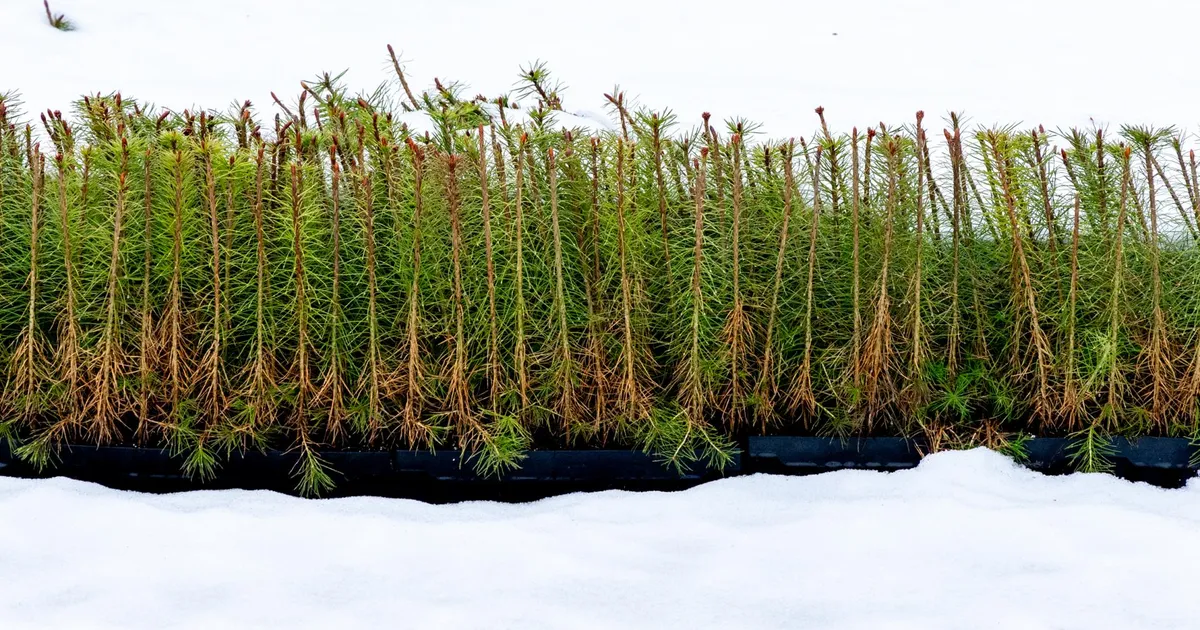 RMK reformiga kaotavad töö metsahooldajad, puukasvatajad jätkavad vanaviisi