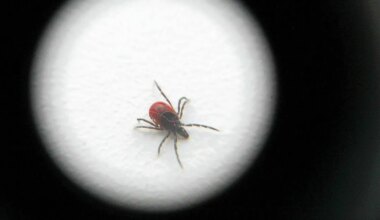 Tasuta puugivaktsiini saavate soomlaste hulk aina kasvab