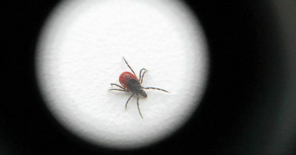 Tasuta puugivaktsiini saavate soomlaste hulk aina kasvab