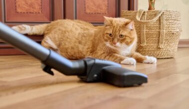 ETTEVAATUST ⟩ Tegelik põhjus, miks kassid fööne ja tolmuimejaid kardavad