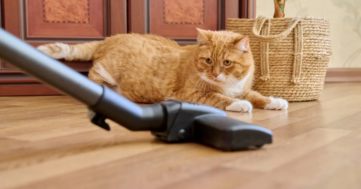 ETTEVAATUST ⟩ Tegelik põhjus, miks kassid fööne ja tolmuimejaid kardavad