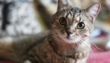 PÄEVAKÄPP ⟩ 7 aastat tagasi tänavalt päästetud imearmas Täpp otsib päris oma kodu