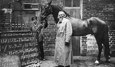 Targa Hansu nimeline hobune olla vallanud saksa keelt ja matemaatikat – nüüd teatakse, mida ta tegelikult oskas