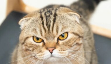 Hollandis keelustati kaks väga populaarset kassitõugu