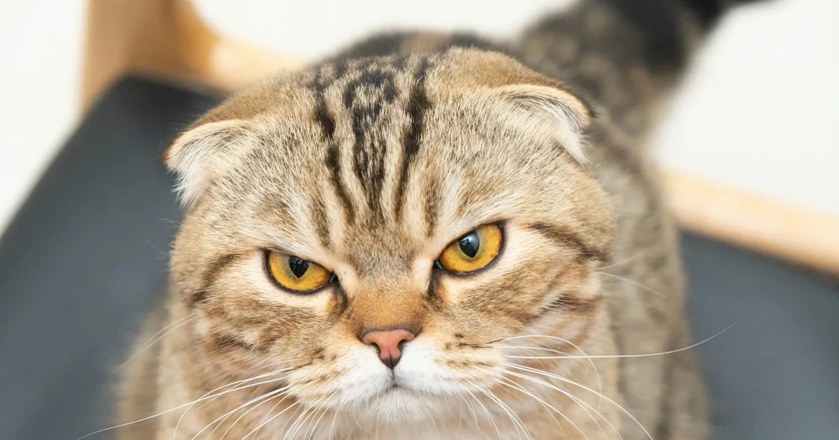 Hollandis keelustati kaks väga populaarset kassitõugu