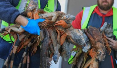 VIDEOD ⟩ Külmast kangete iguaanide puu otsast alla pudenemine vallandas Floridas jahipalaviku