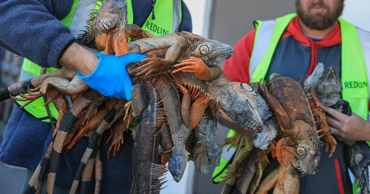 VIDEOD ⟩ Külmast kangete iguaanide puu otsast alla pudenemine vallandas Floridas jahipalaviku