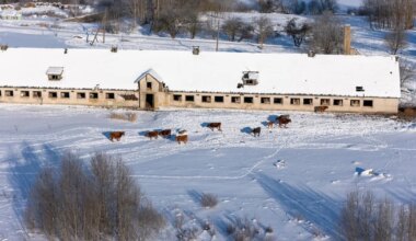 Loomakaitsjad viisid Viljandi valla taluniku karjast 11 haiget ja nälgivat looma - Sakala