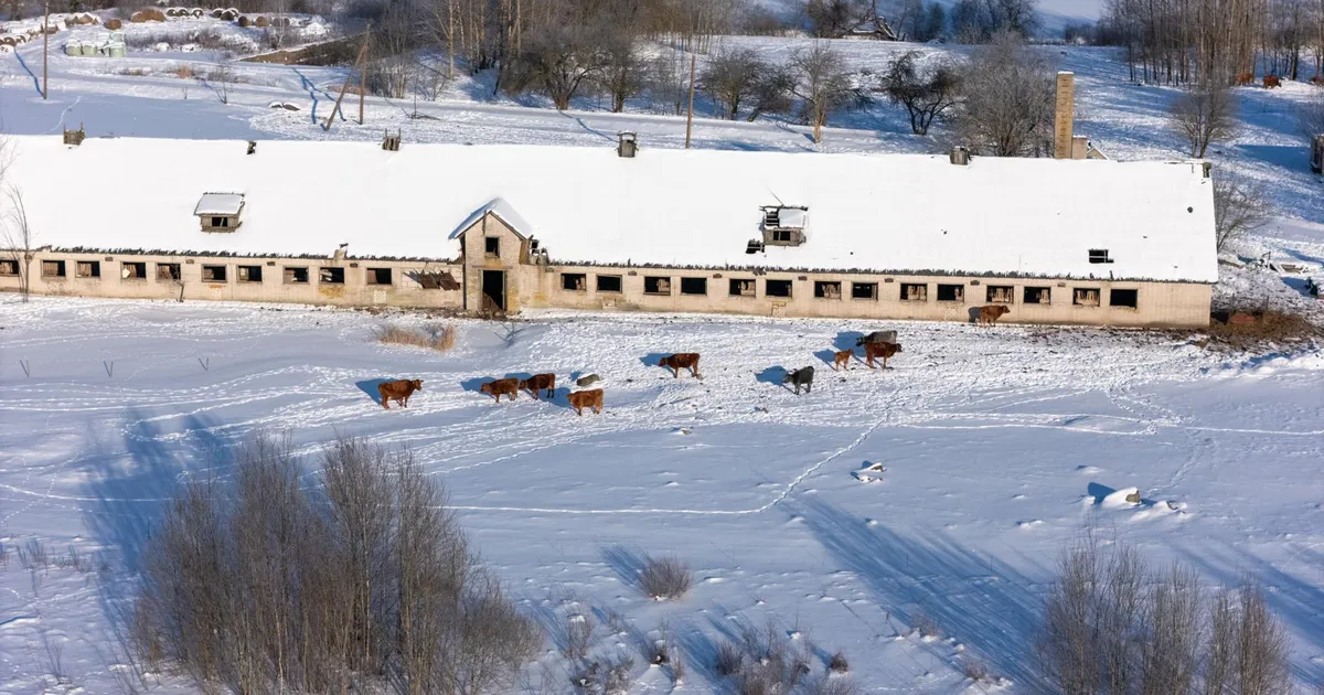 Loomakaitsjad viisid Viljandi valla taluniku karjast 11 haiget ja nälgivat looma - Sakala