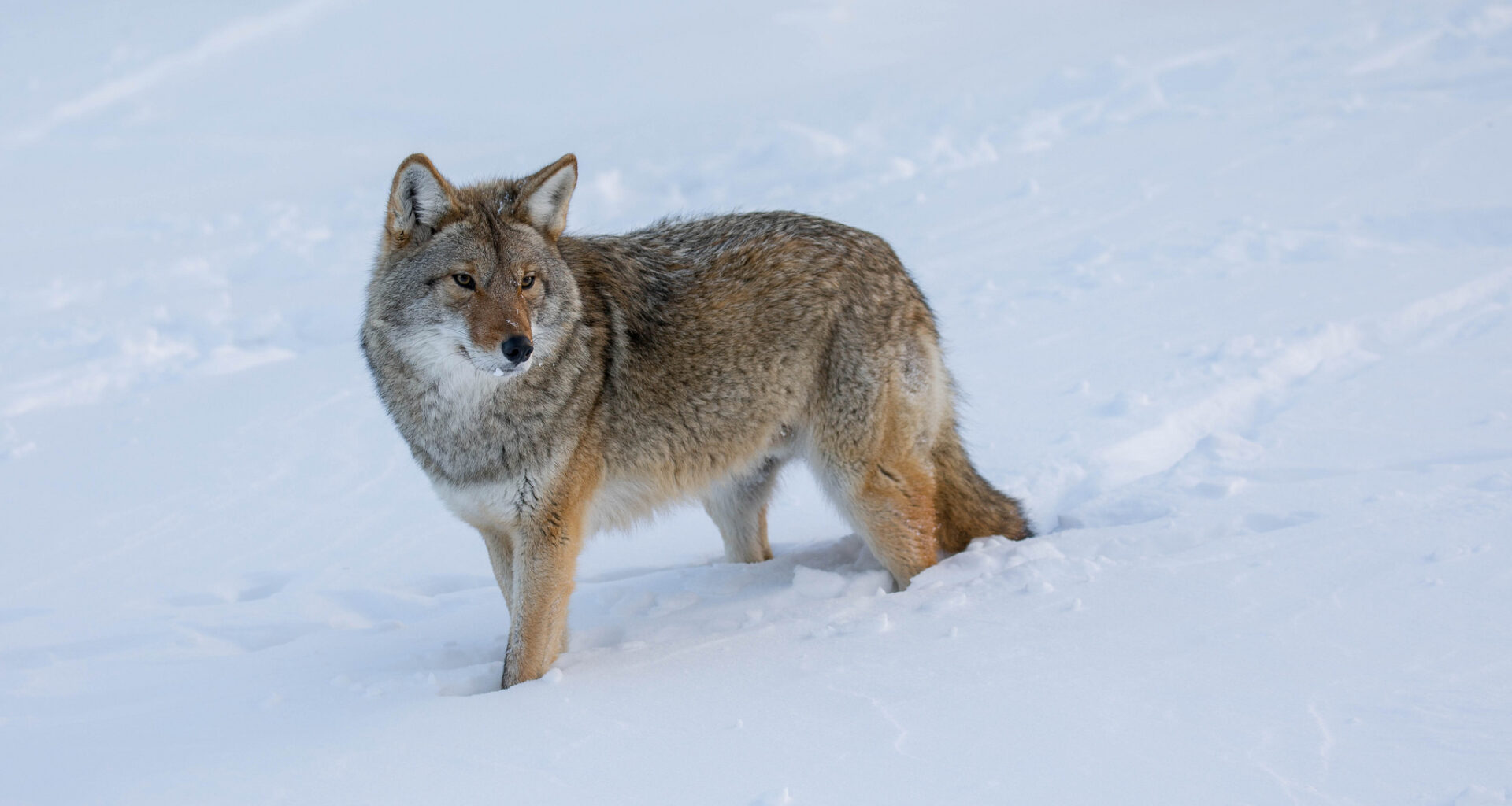 Veebruari alguseks on kütitud 142 hunti