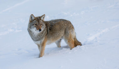 Veebruari alguseks on kütitud 142 hunti