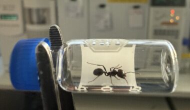 Õhusaaste kätte sattunud sipelgaid ei lasta enam pessa sisse | Keskkond