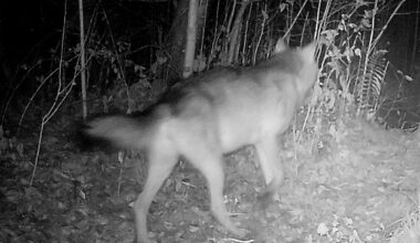 Metsauudiseid: tänavu tohib küttida 163 hunti